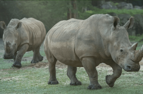 Up Close with Rhinos reservation alert